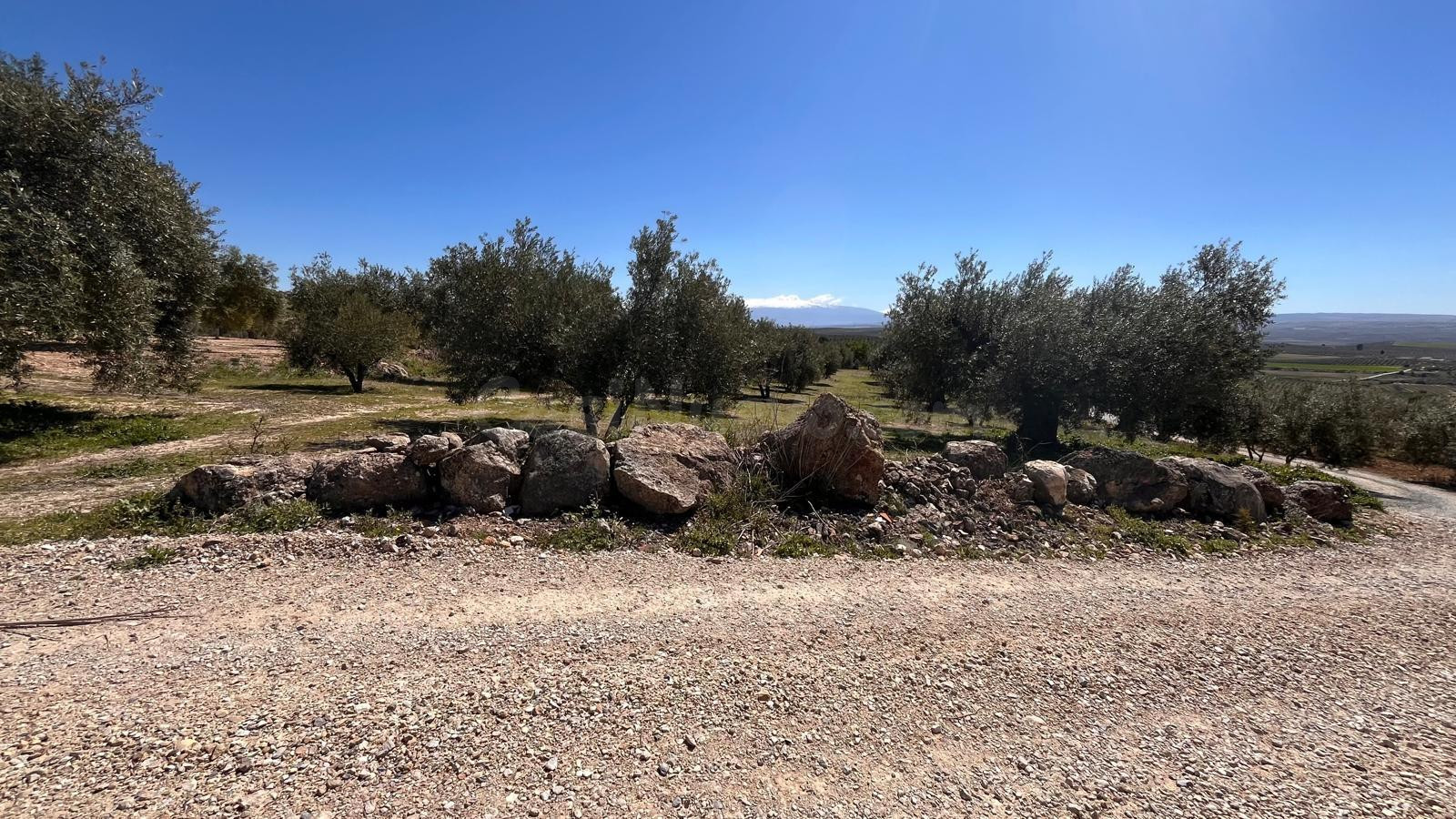 Finca de olivos de 7.770 m2 en plena producción, edificable  - foto 3