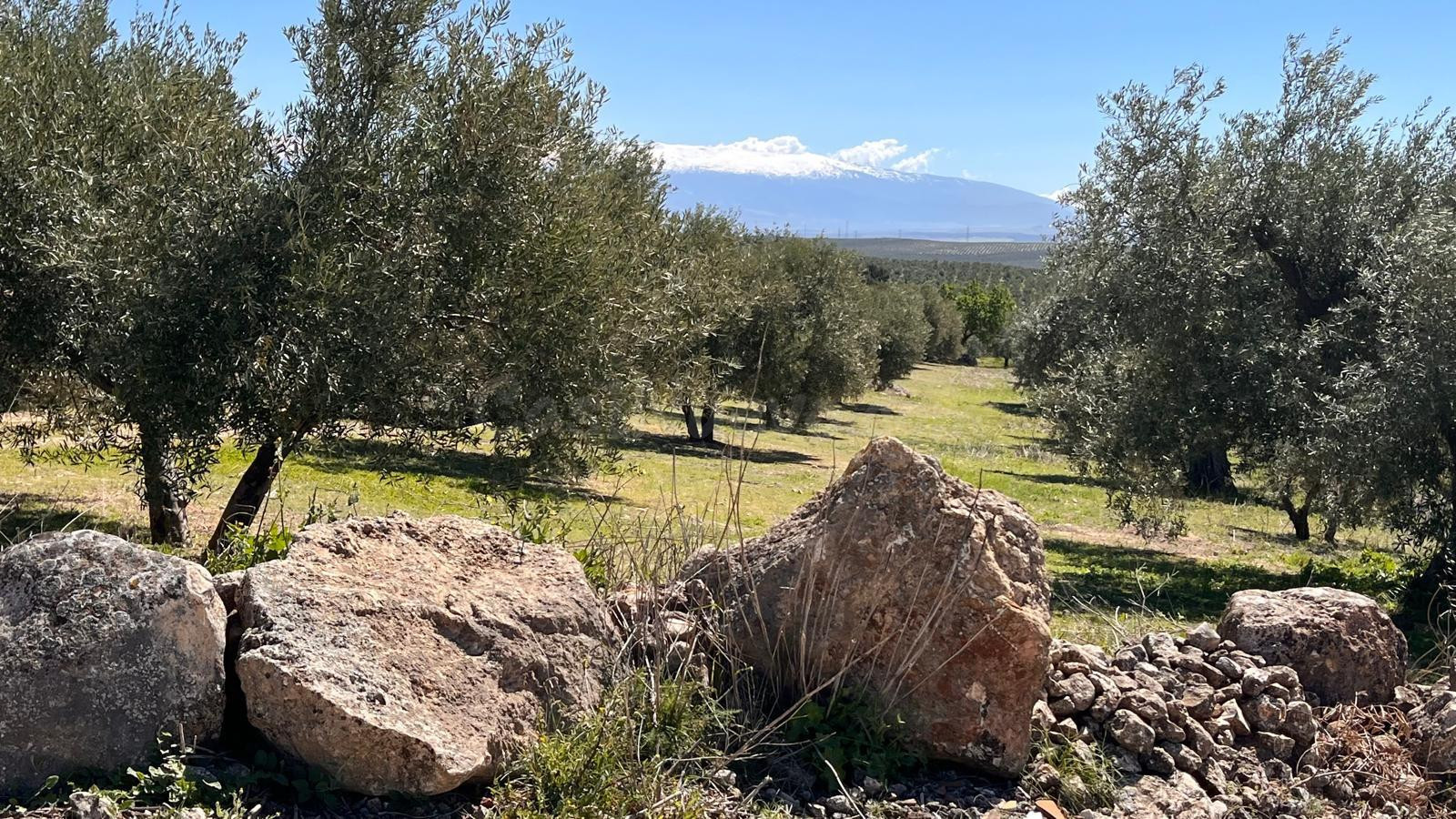 Finca de olivos de 7.770 m2 en plena producción, edificable  - foto 4