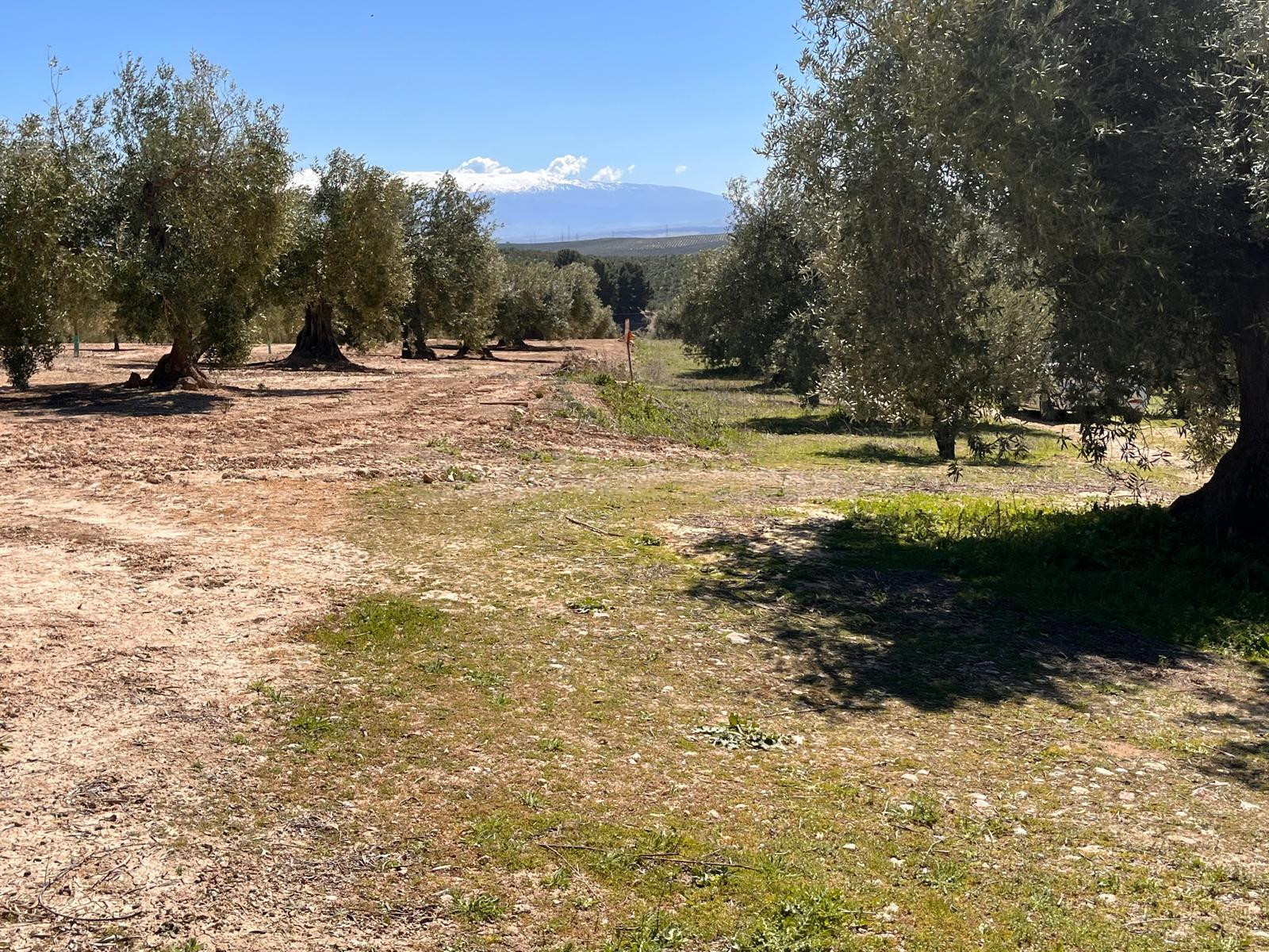 Finca de olivos de 7.770 m2 en plena producción, edificable  - foto 5