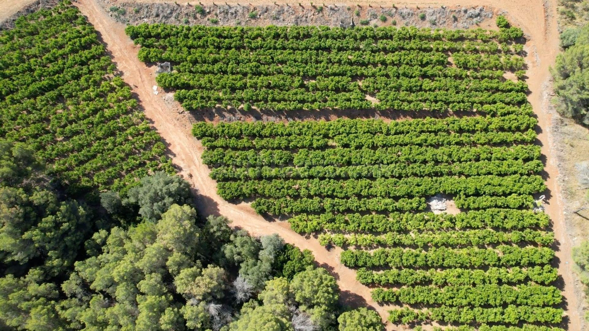 ¡Oportunidad Única para Agricultores y Emprendedores Agrícolas!
