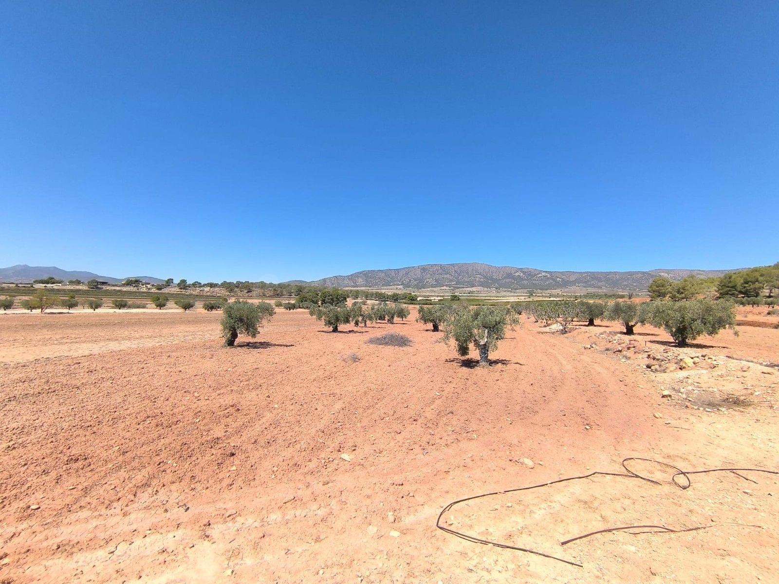 Parcela rural en venta en Monóvar, Alicante - foto 2
