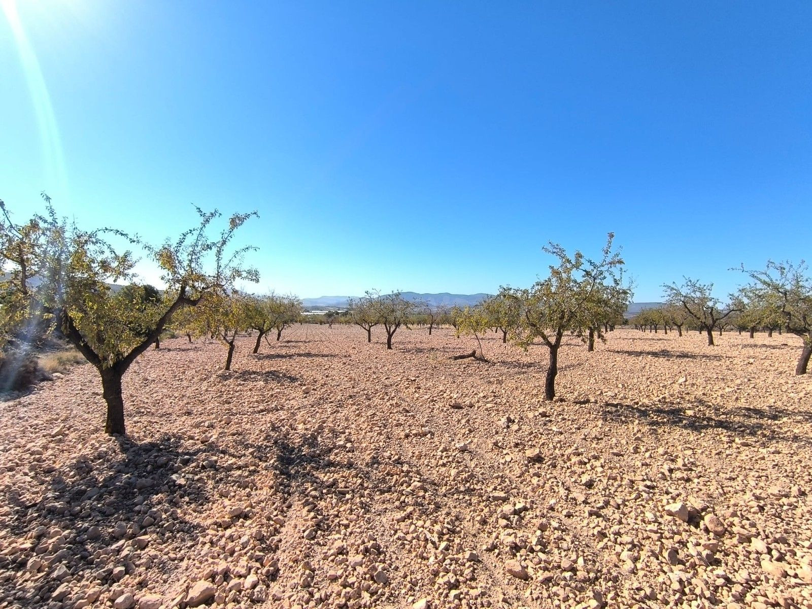 Parcela rural en venta en Pinoso, Comunidad Valenciana - foto 2