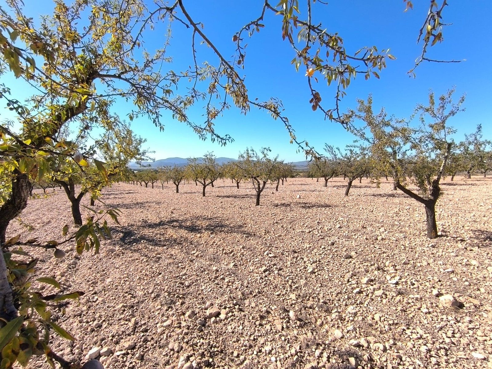 Parcela rural en venta en Pinoso, Comunidad Valenciana - foto 3