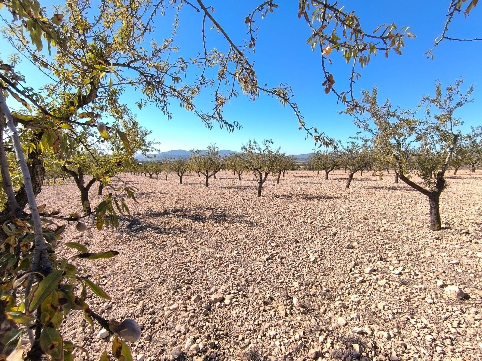 Parcela rural en venta en Pinoso, Comunidad Valenciana - foto 4