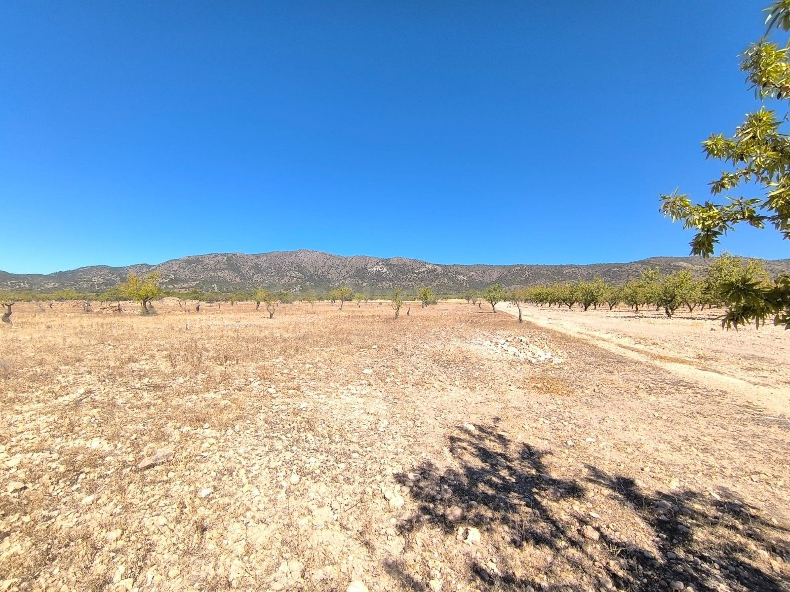 Parcela en venta en Monóvar, Comunidad Valenciana - foto 3
