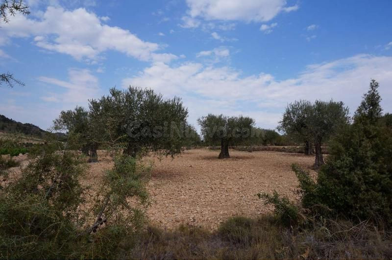Parcela en venta - Yecla - foto 3