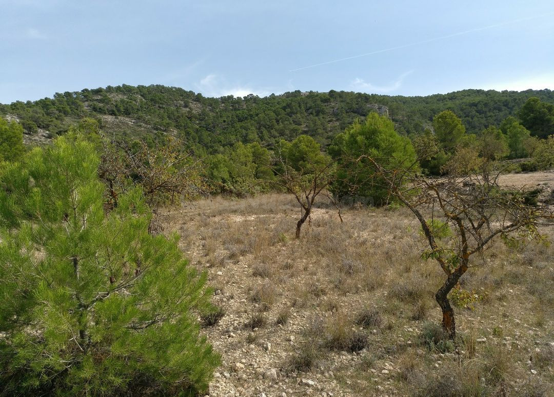 Parcela en venta - Abanilla - foto 3
