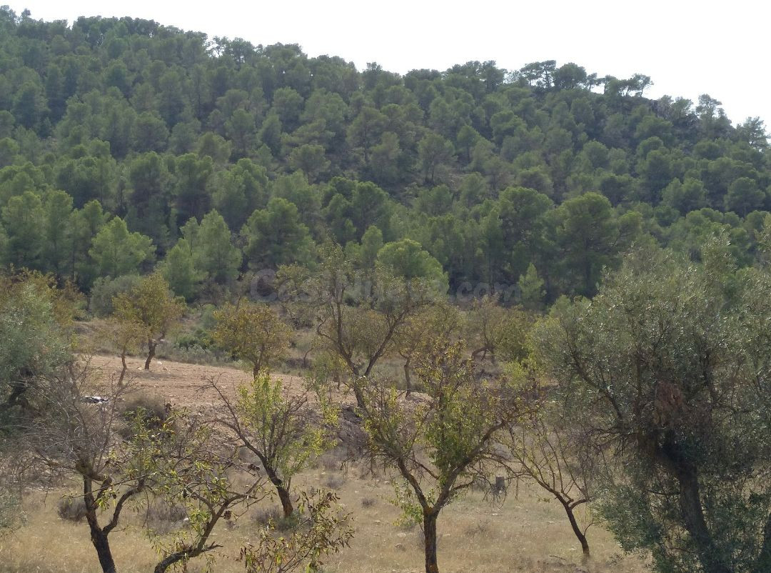 Parcela en venta - Abanilla - foto 4