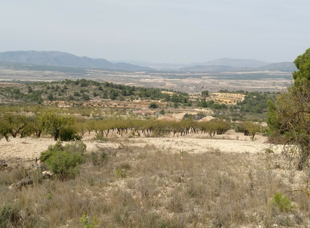 Parcela en venta - Abanilla - foto 5