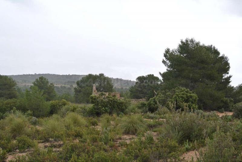 Parcela en venta - Ayuntamiento - foto 2