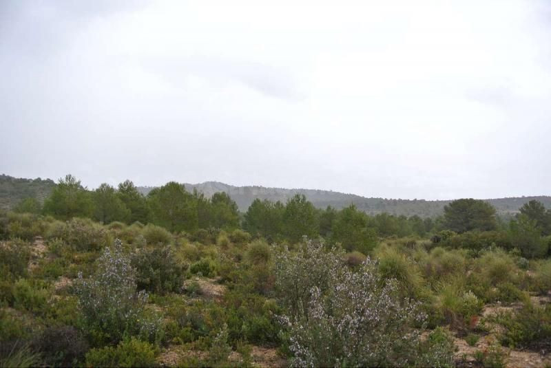 Parcela en venta - Ayuntamiento - foto 3