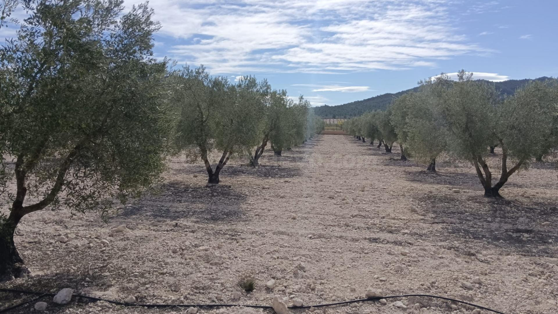 Fincas rústicas en venta en Salinas, Comunidad Valenciana - foto 4