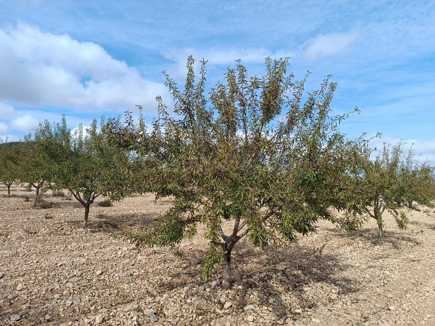 Parcela en venta - Ayuntamiento - foto 2