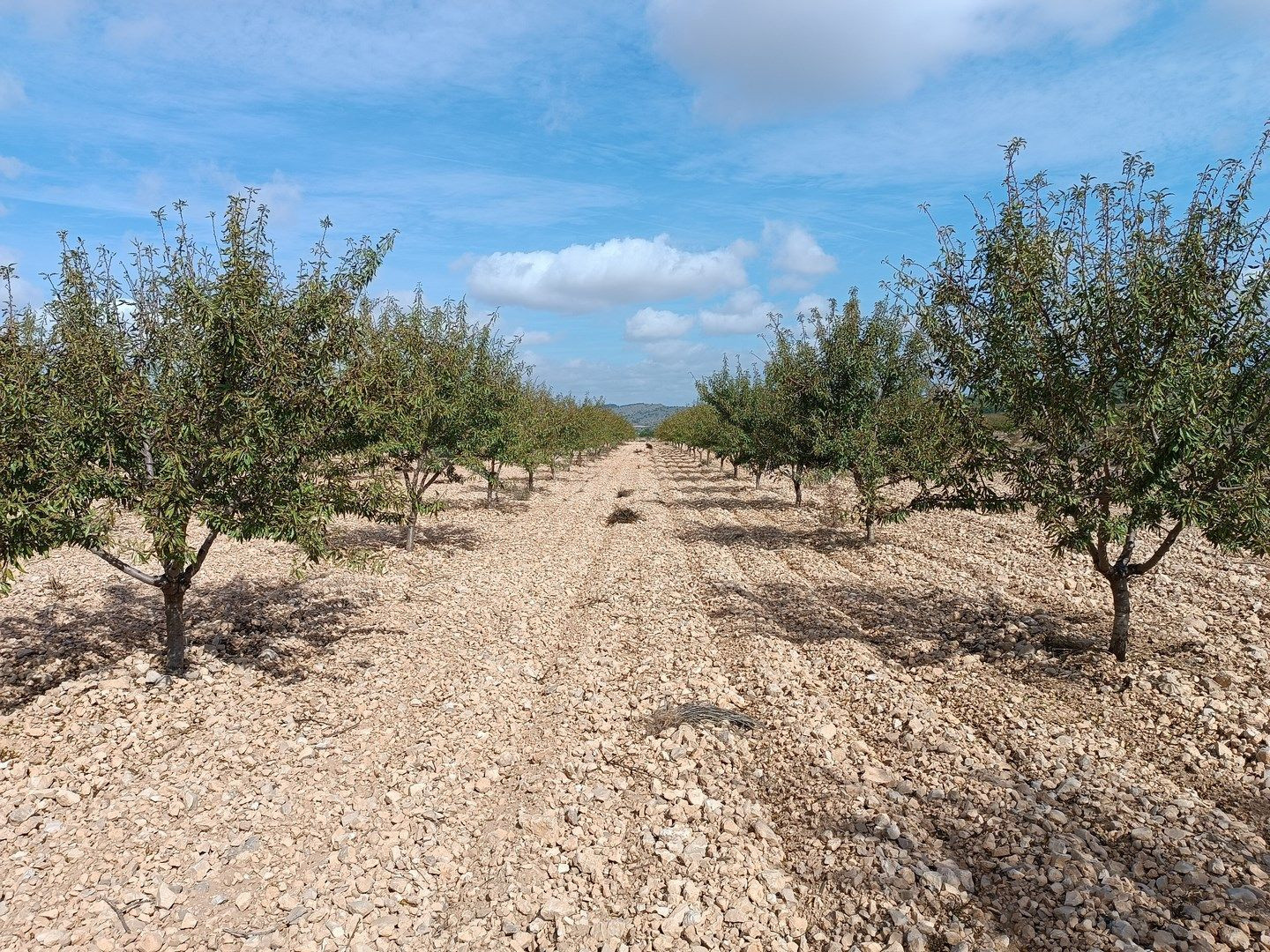 Parcela en venta - Ayuntamiento - foto 3