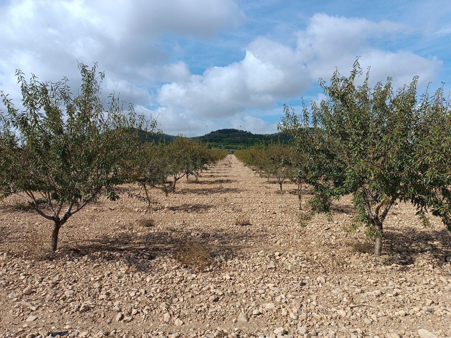 Parcela en venta - Ayuntamiento - foto 4