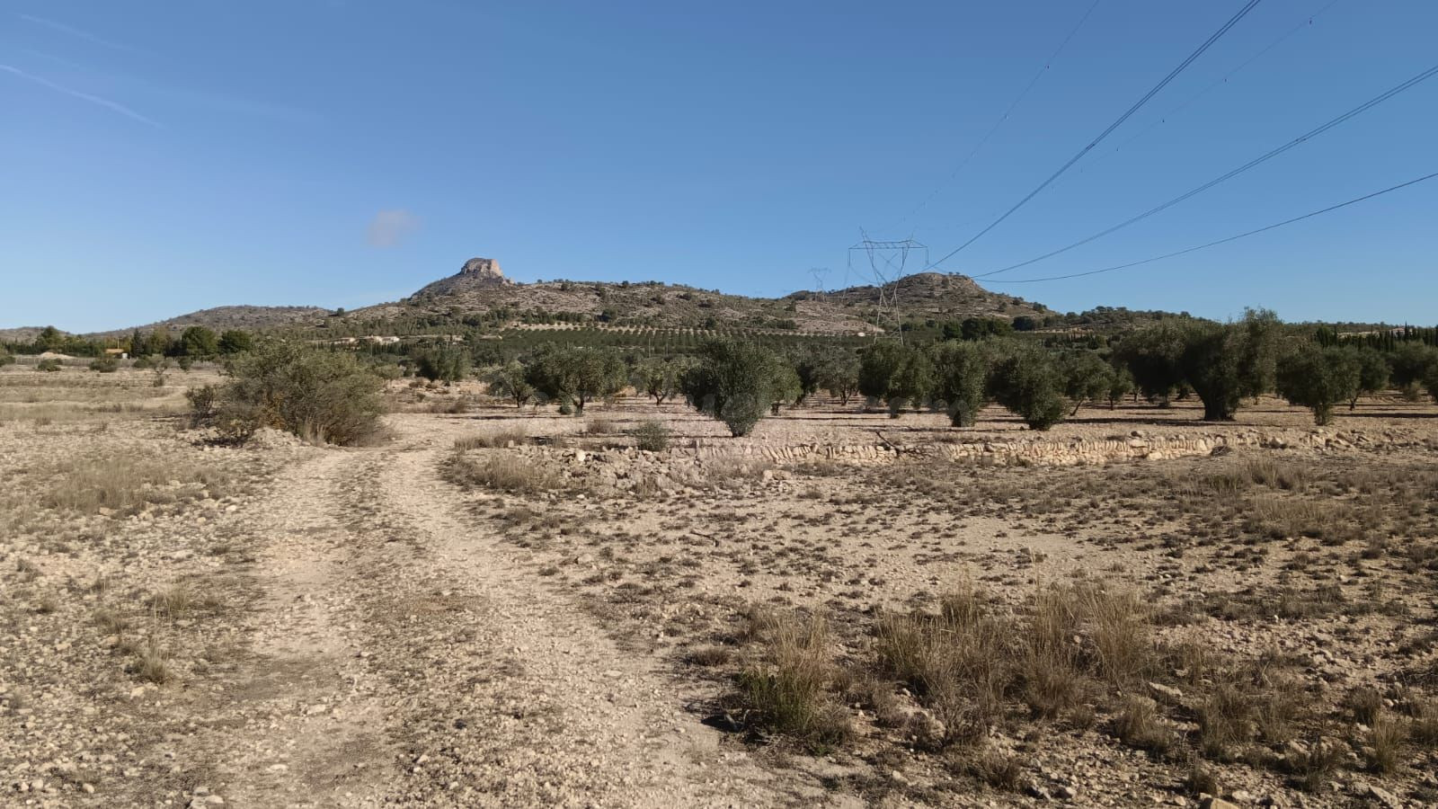 Parcela agrícola en Salinas, Alicante - Venta - foto 2