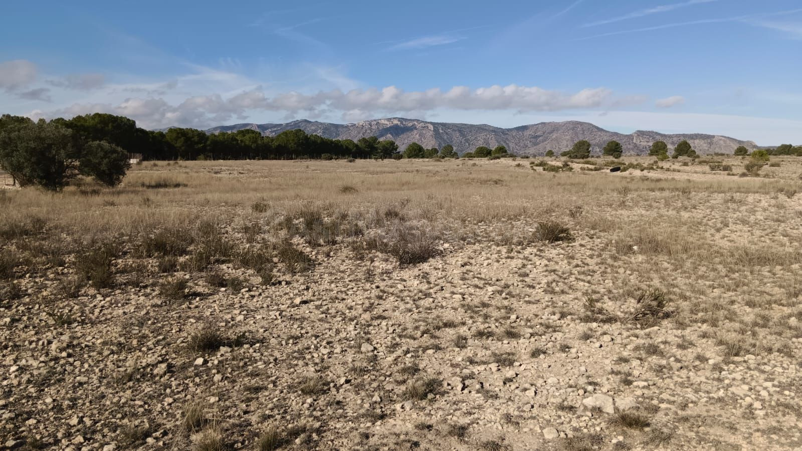 Parcela agrícola en Salinas, Alicante - Venta - foto 4