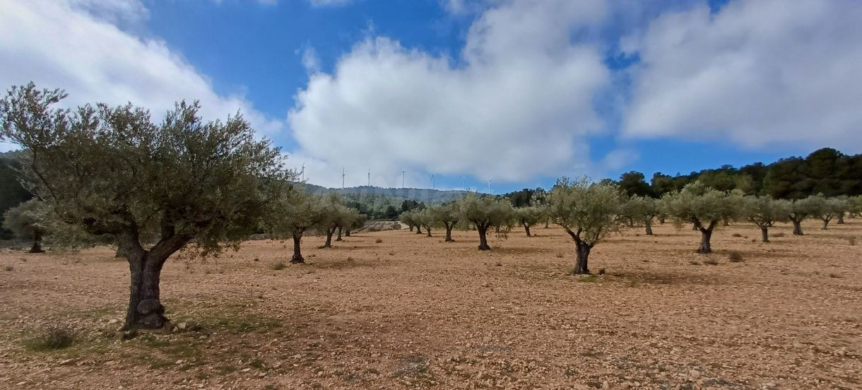 Parcela 30m² en venta - Yecla - foto 4
