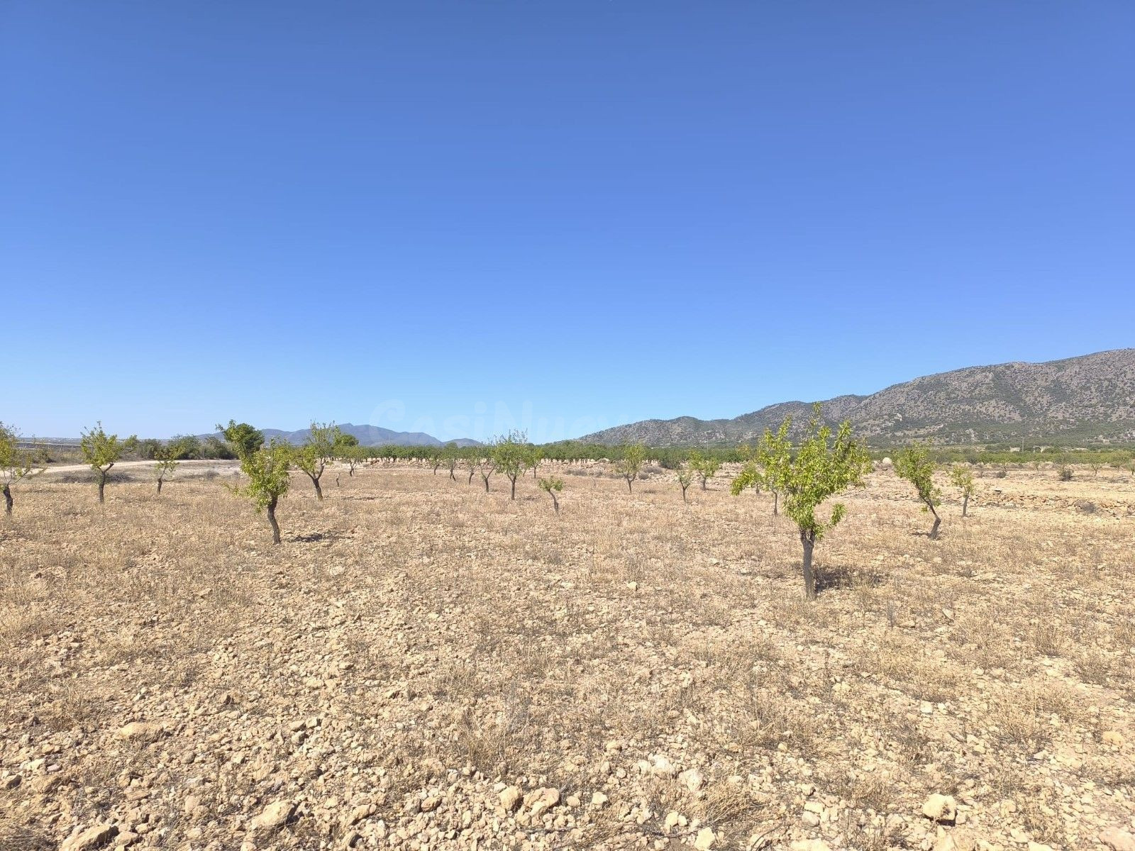 Tierra de ensueño en Monóvar, Alicante - Propiedad ideal par - foto 2