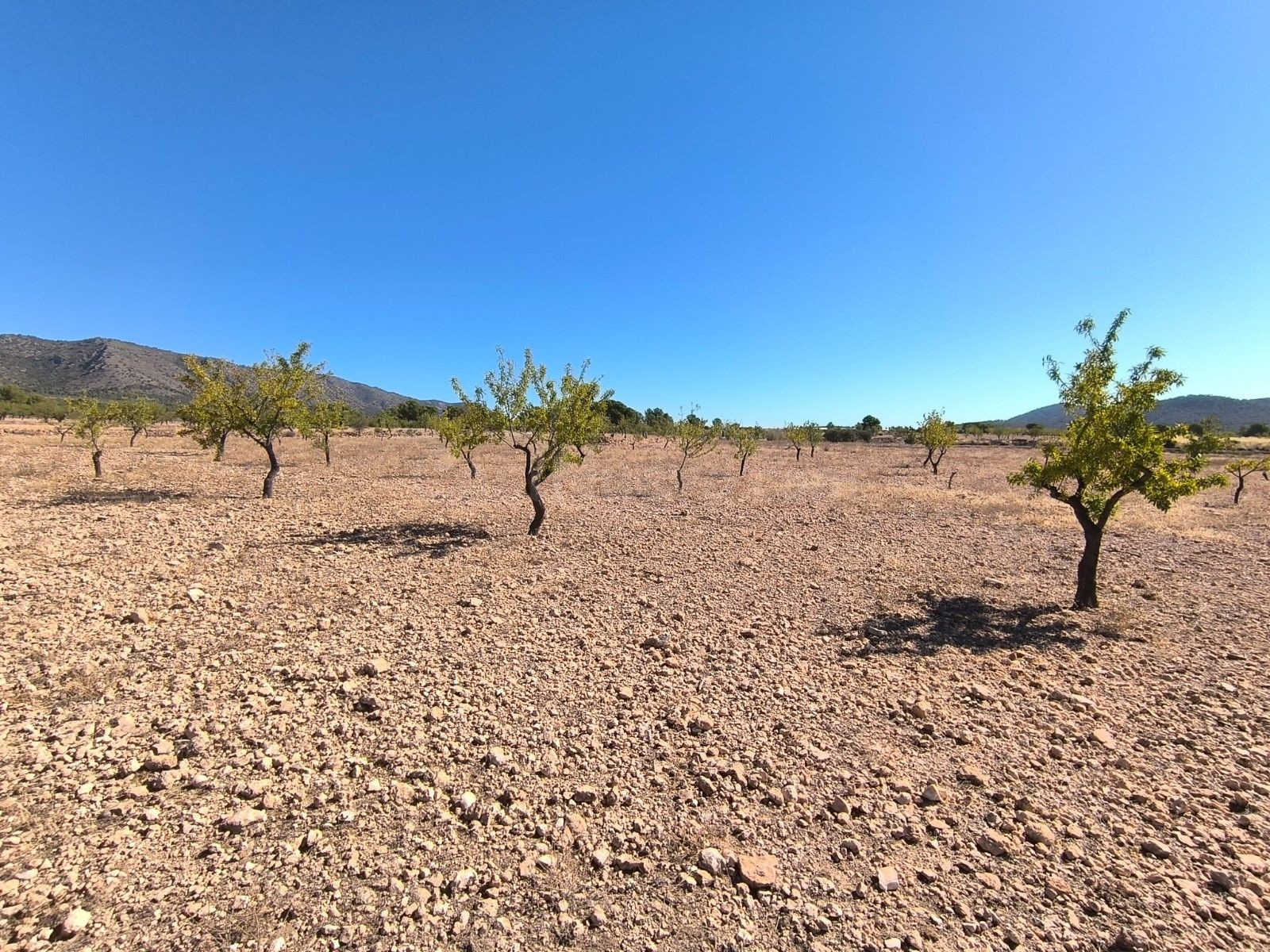 Tierra de ensueño en Monóvar, Alicante - Propiedad ideal par - foto 3