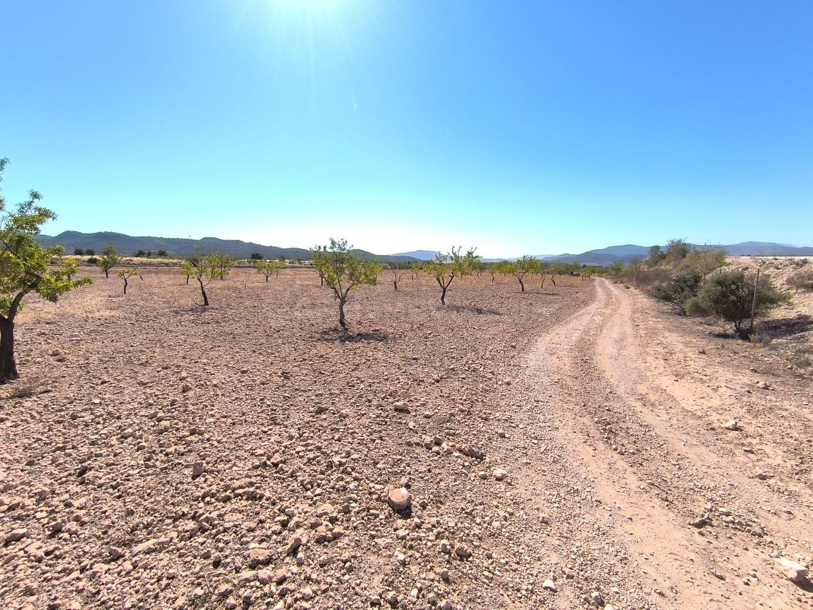 Tierra de ensueño en Monóvar, Alicante - Propiedad ideal par - foto 4