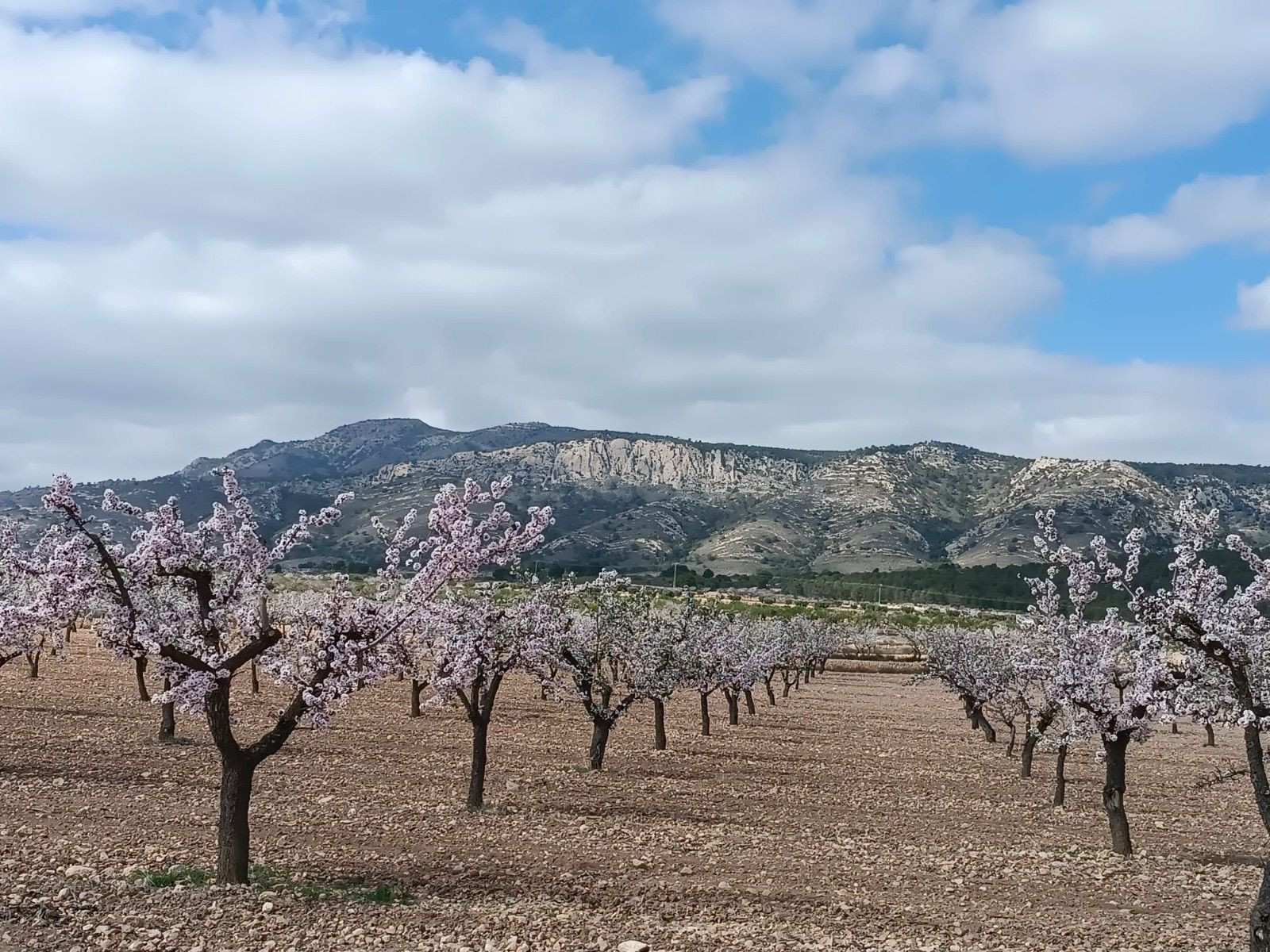 Parcela en venta en Pinoso, Alicante - foto 3