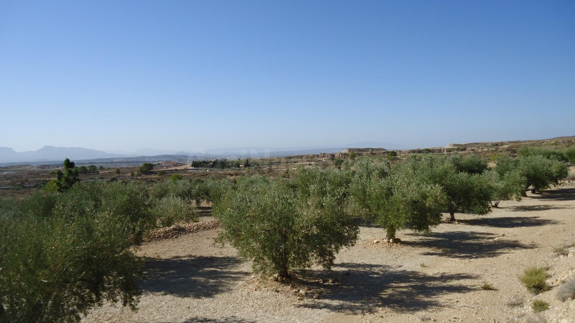 Parcela en venta - ABANILLA - foto 4