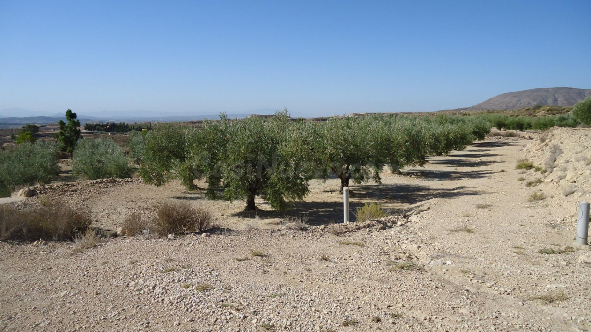 Parcela en venta - ABANILLA - foto 5
