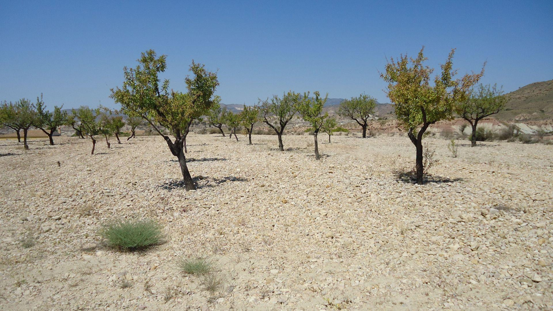Parcela en venta - ABANILLA - foto 3
