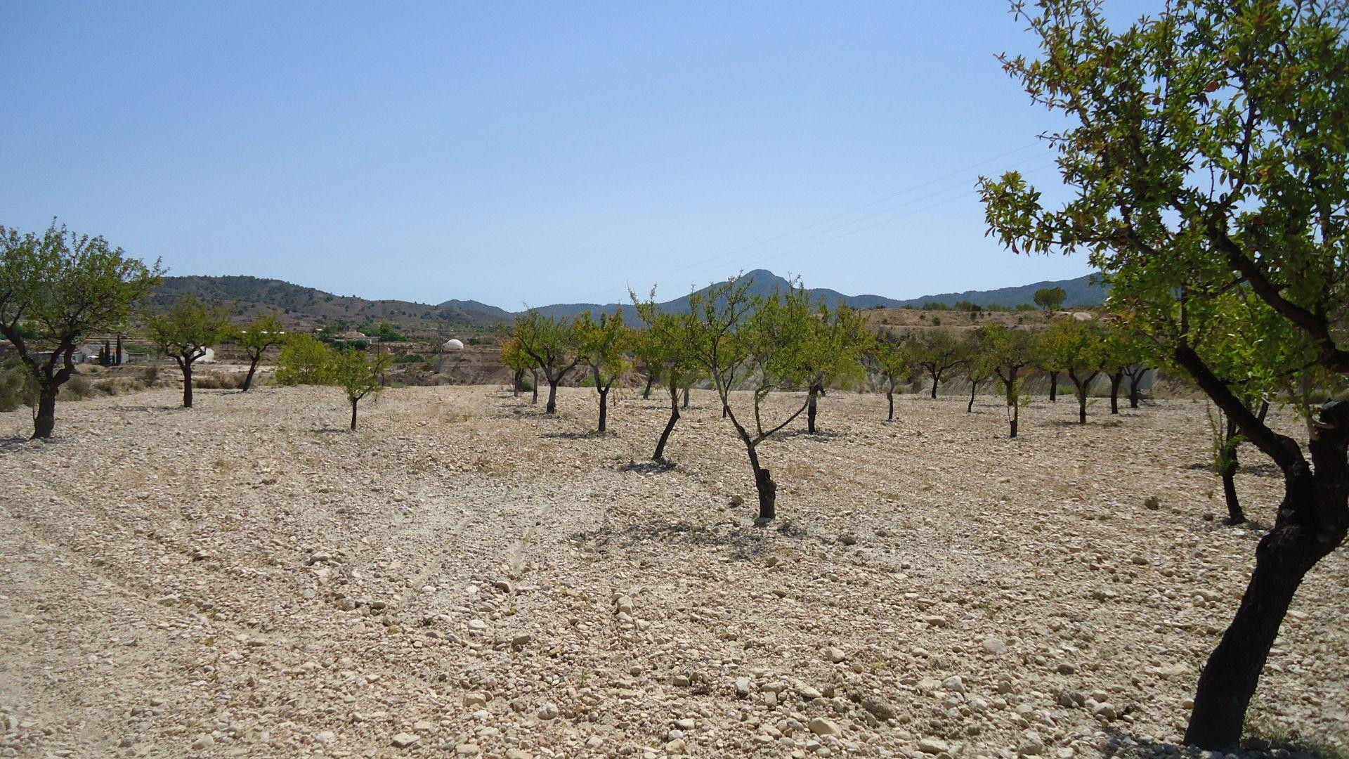 Parcela en venta - ABANILLA - foto 5