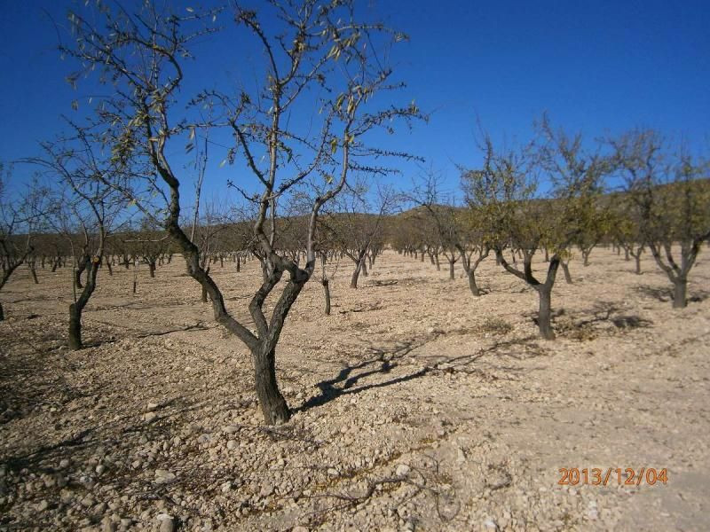 Parcela en venta - Ayuntamiento - foto 2