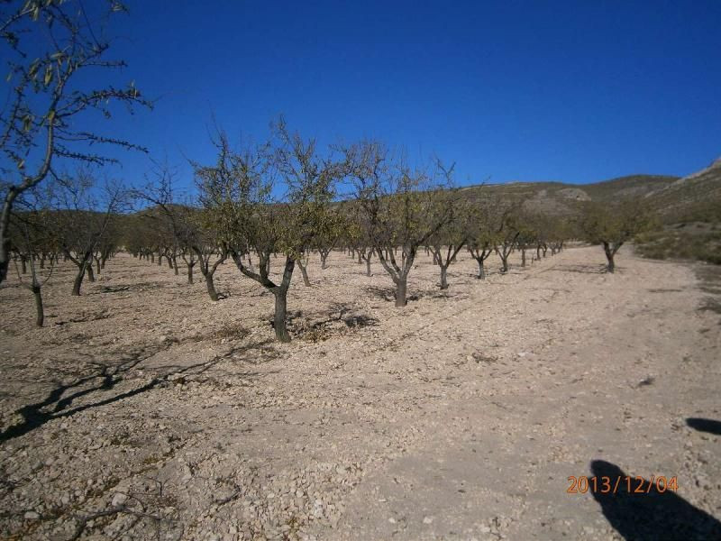 Parcela en venta - Ayuntamiento - foto 3