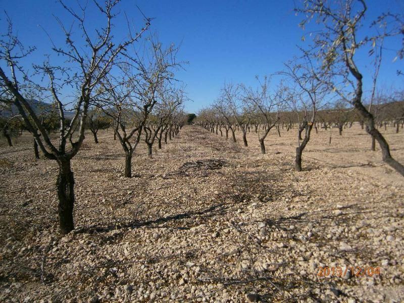 Parcela en venta - Ayuntamiento - foto 4