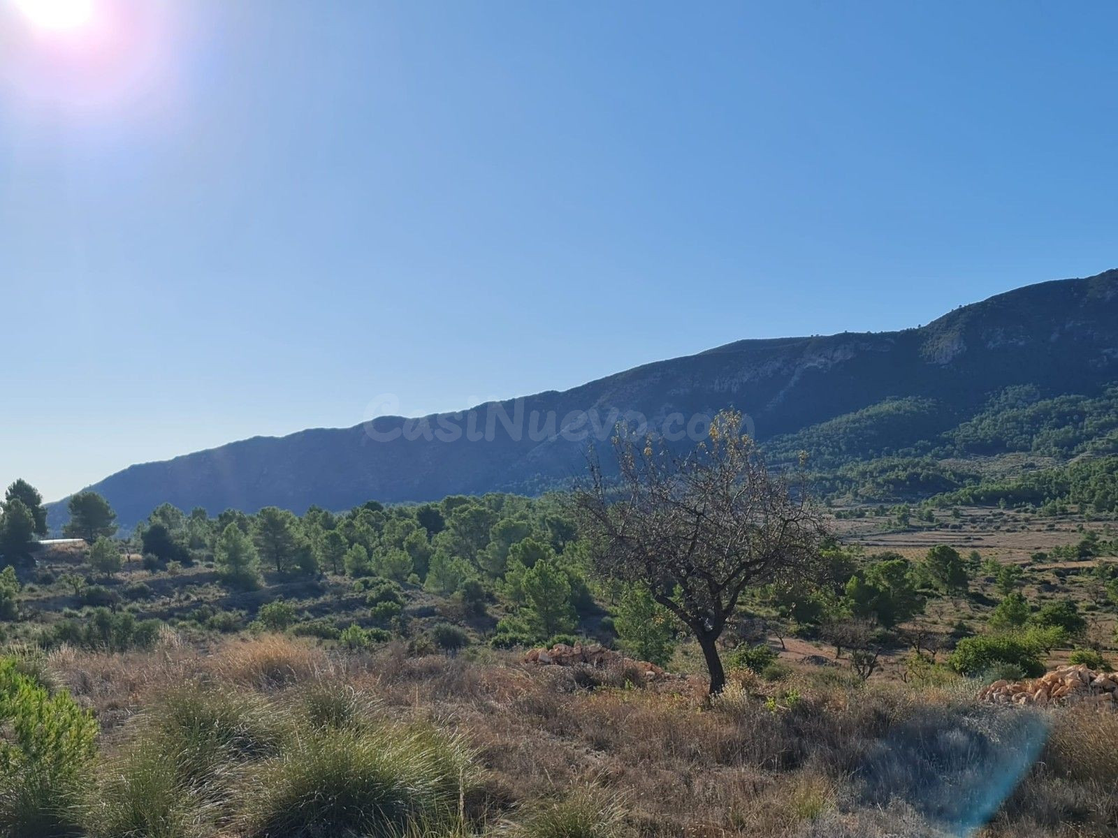 Parcela agrícola en La Romana, Comunidad Valenciana - foto 4