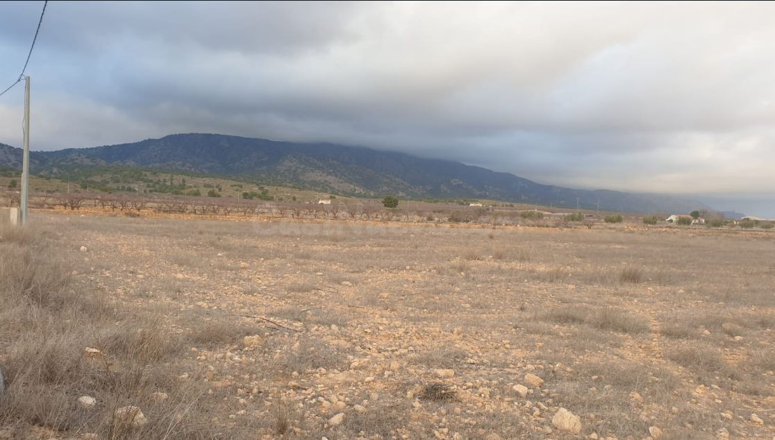 Finca en venta en Pinoso, Comunidad Valenciana - foto 2