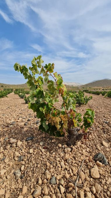 Parcela en venta - Abanilla - foto 4