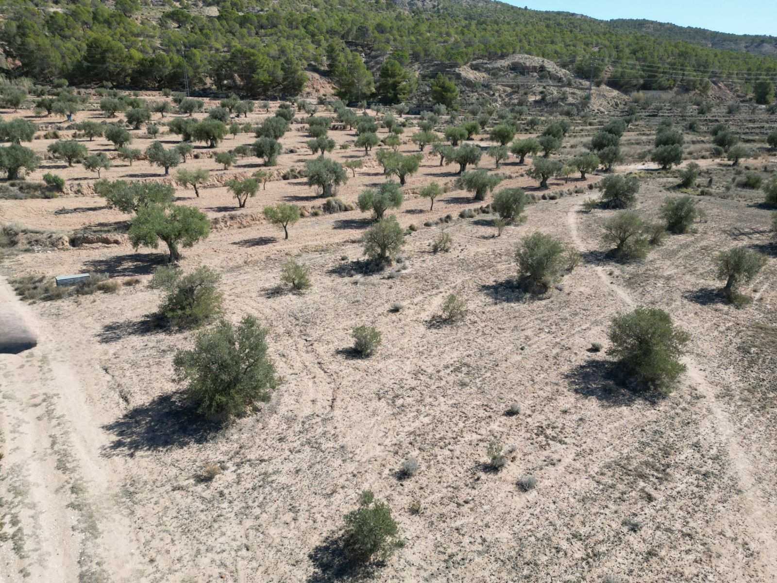 Parcela agrícola en venta en Pinoso, Comunidad Valenciana - foto 3
