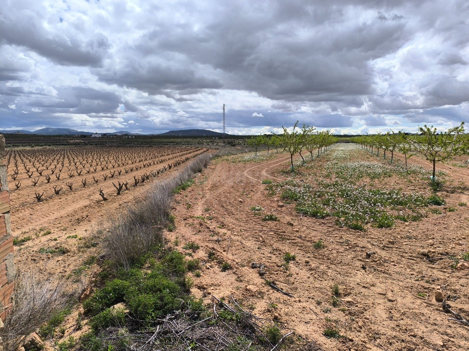Parcela en venta en Pinoso, Comunidad Valenciana - foto 2