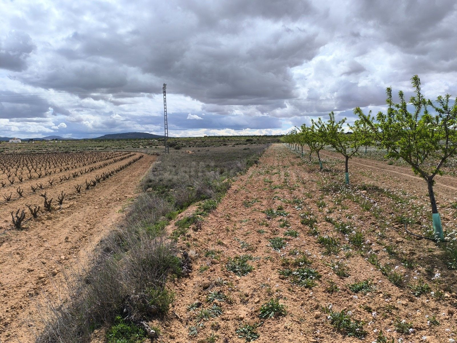 Parcela en venta en Pinoso, Comunidad Valenciana - foto 4