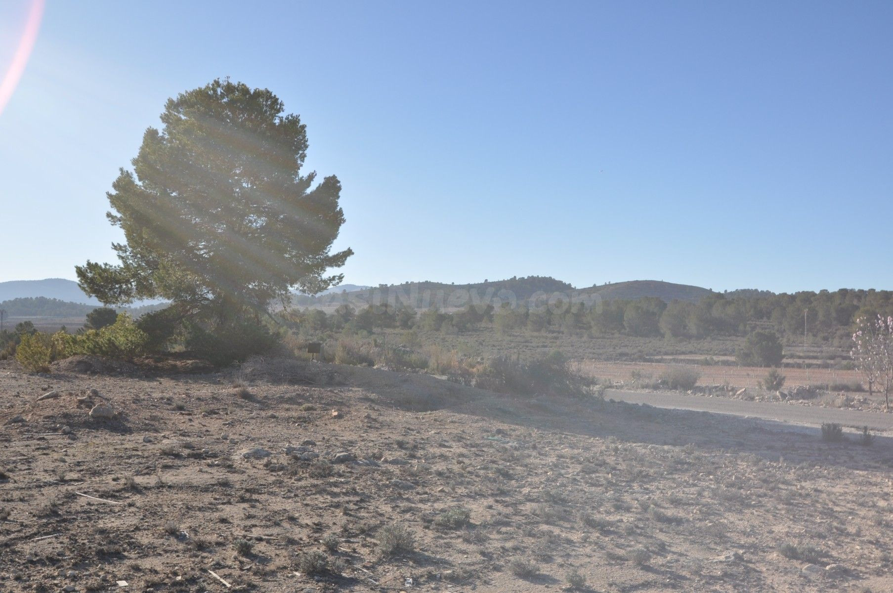 Parcela rural en venta, Pinoso, Comunidad Valenciana - foto 5