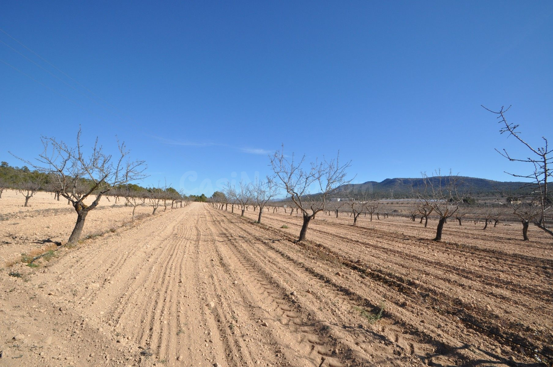Terreno agrícola en venta en Monóvar, Comunidad Valenciana - foto 3