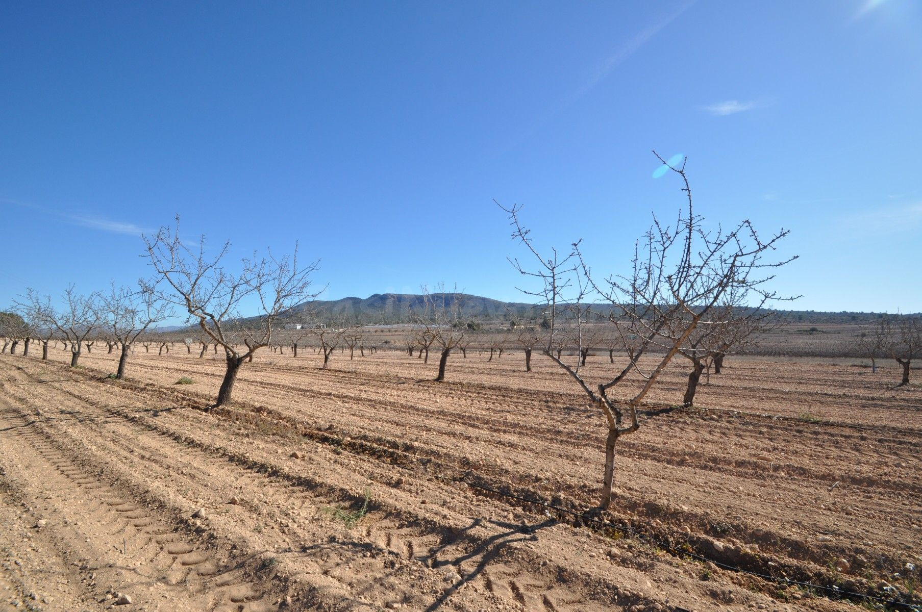Terreno agrícola en venta en Monóvar, Comunidad Valenciana - foto 4