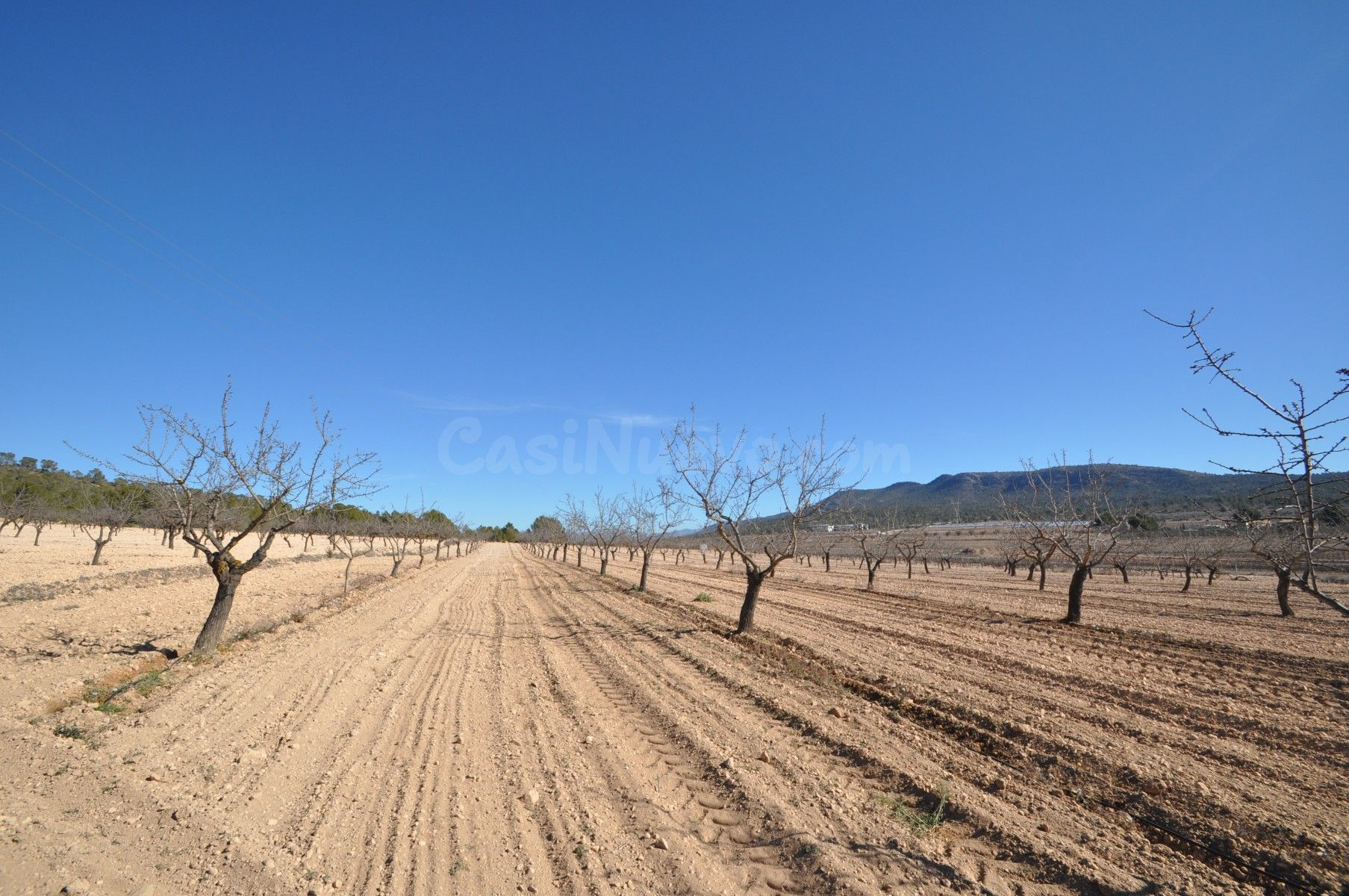 Terreno agrícola en venta en Monóvar, Comunidad Valenciana - foto 5