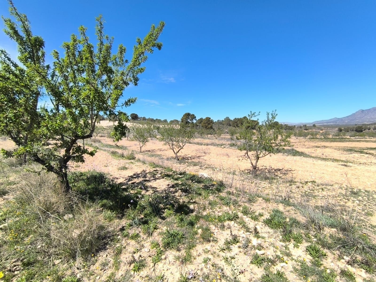 Parcela en venta - Jumilla - foto 3