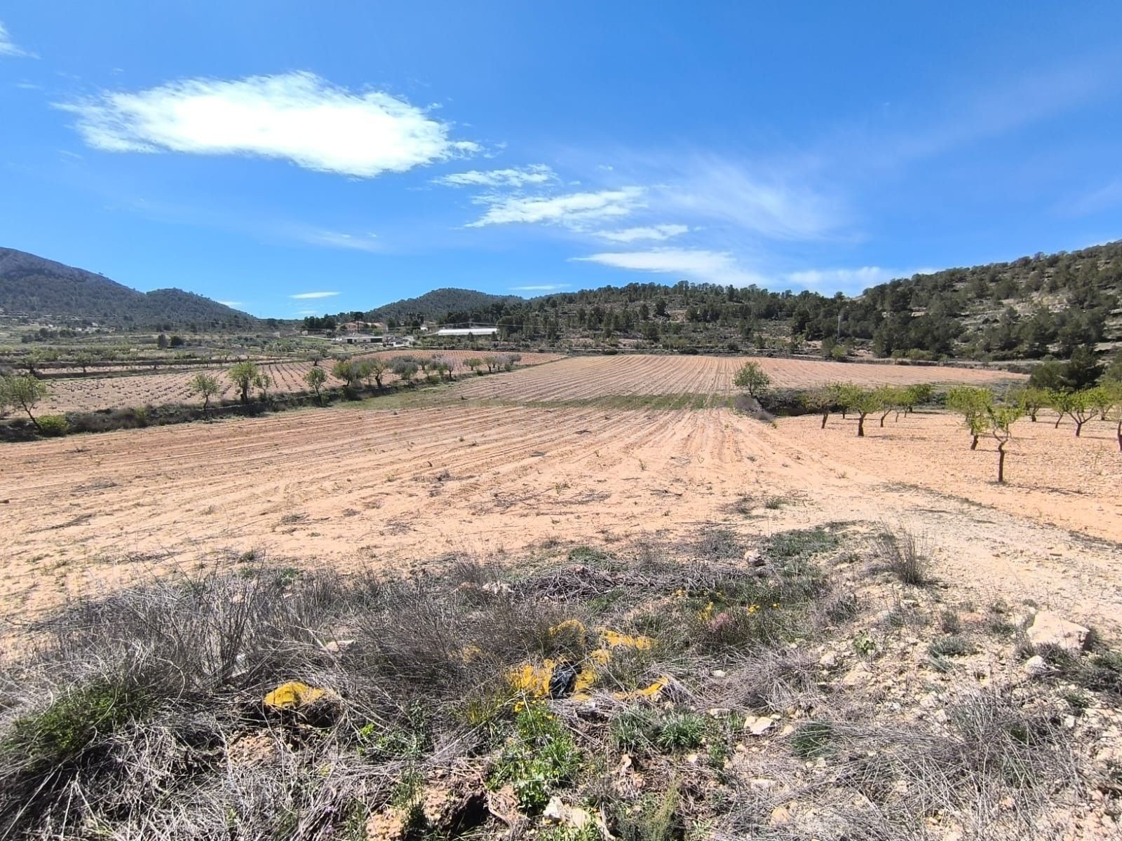 Parcela en venta - Jumilla - foto 3