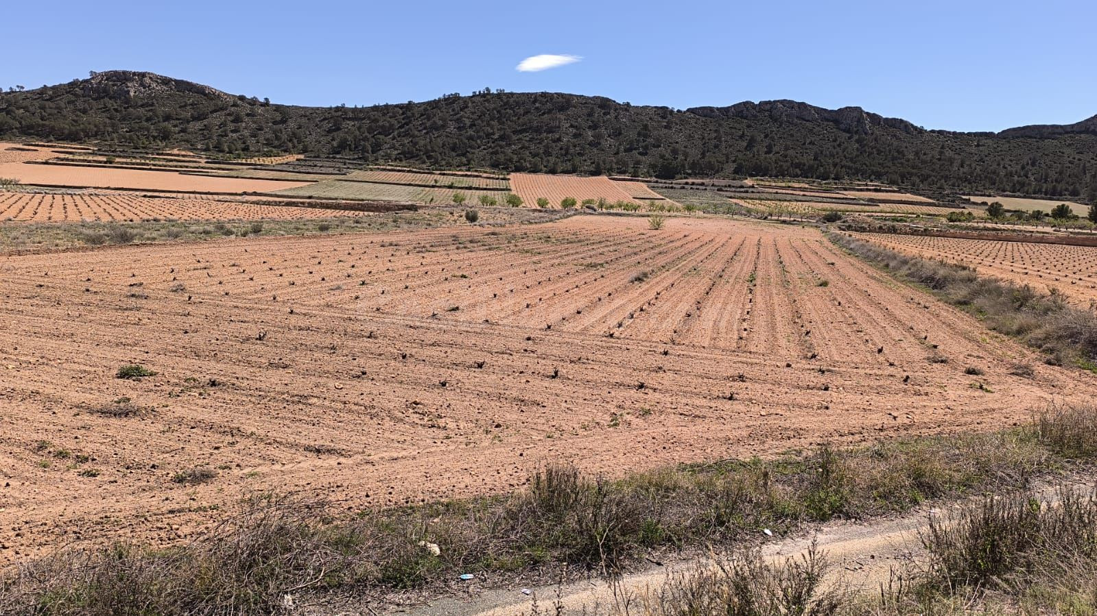 Parcela en venta - Abanilla - foto 2