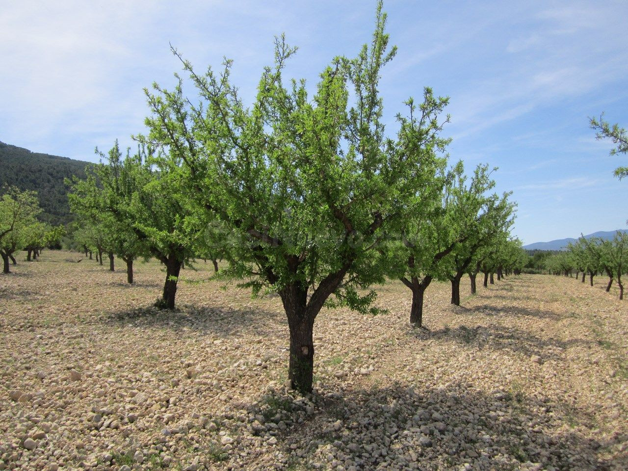 Parcela en venta - Ayuntamiento - foto 3
