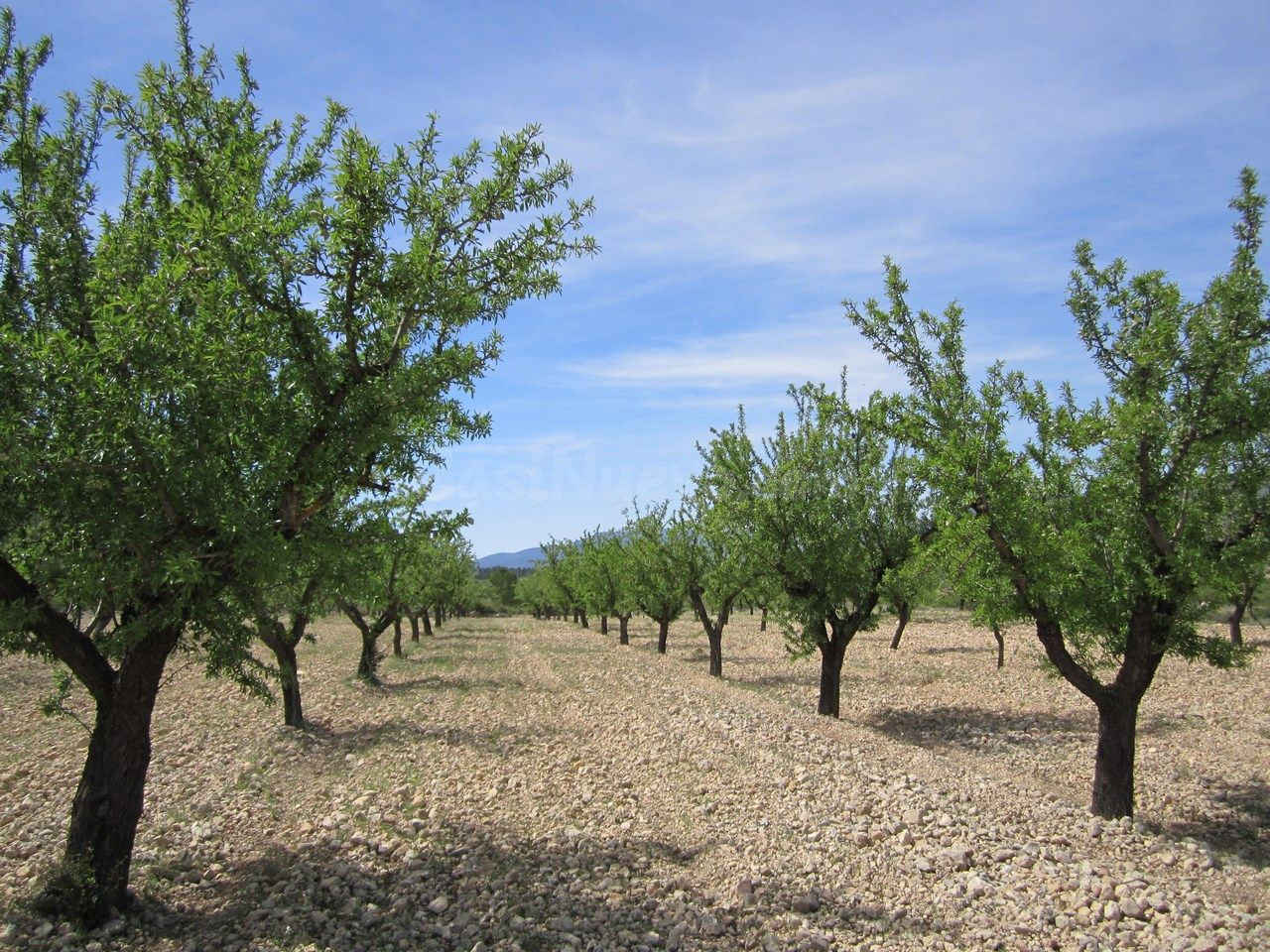 Parcela en venta - Ayuntamiento - foto 5