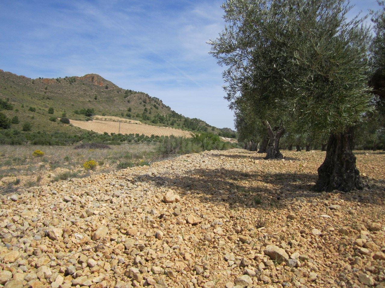 Parcela en venta - Ayuntamiento - foto 3
