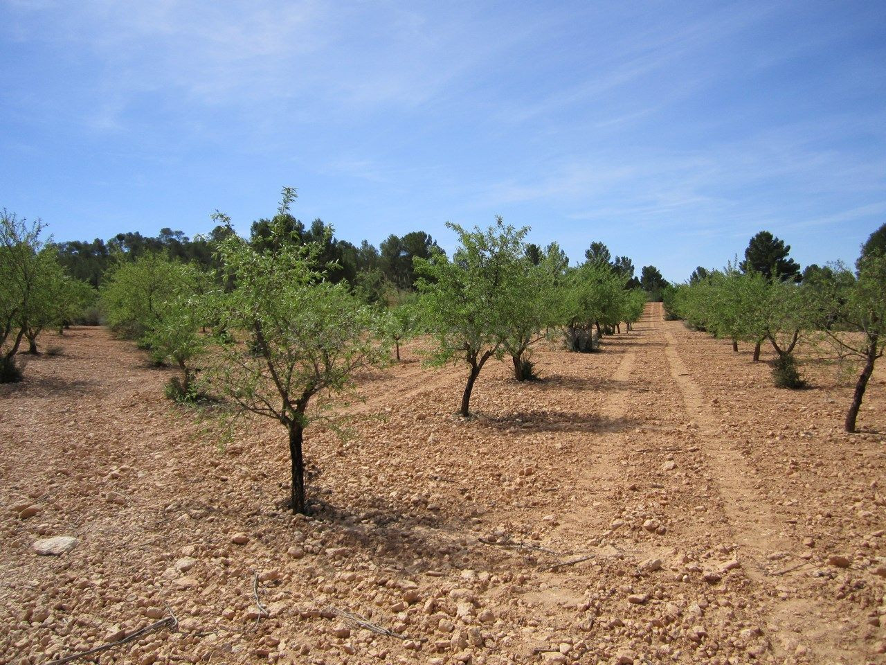 Parcela en venta - Ayuntamiento - foto 2